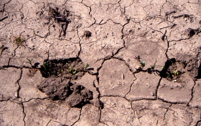 Crusting and seedling emergence problem due to dispersion of cultivated surface.